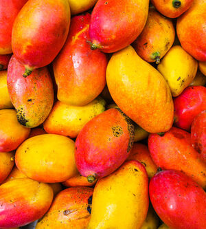 Manga Palmer (Caixa 20kg)