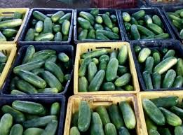 Pepino Caipira (Caixa 20kg)