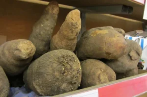 Cará (Caixa 15kg)