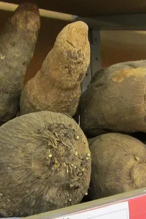 Cará (Caixa 15kg)