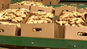 Gengibre (Caixa 10kg)