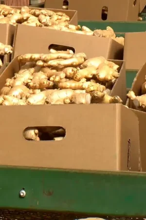 Gengibre (Caixa 10kg)